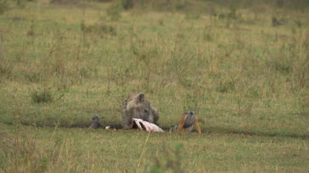 杰克和鬣狗吃肉 — 图库视频影像