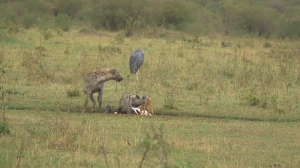 Chacal Dos Noir Hyènes Tachetées Manger — Video