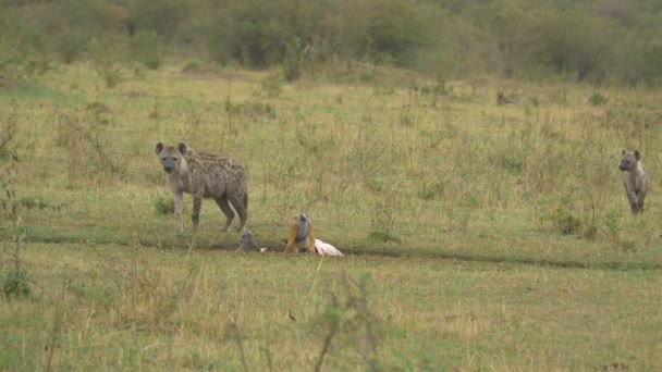 Hienas Chacal Con Respaldo Negro Comiendo Cadáver — Vídeos de Stock