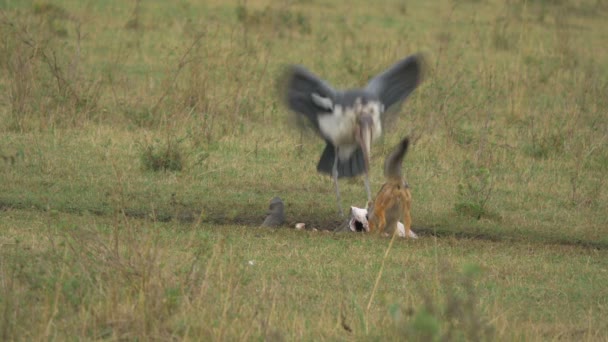 Chacal Con Respaldo Negro Comiendo Cadáver — Vídeos de Stock