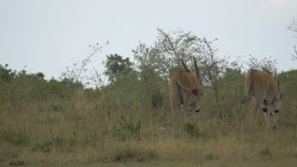 Two Common Eland Grazing — Stock Video