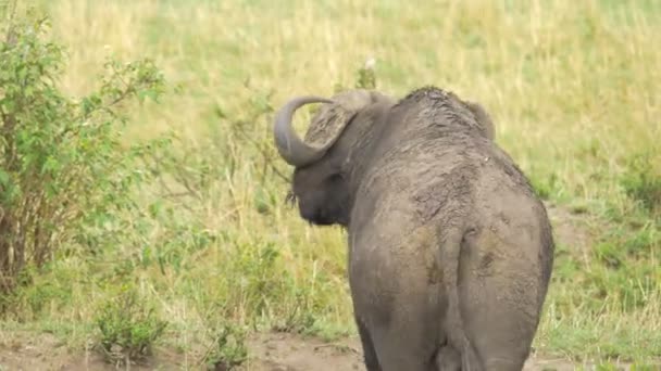 Búfalo Africano Fangoso Caminando Pastando — Vídeos de Stock