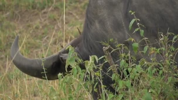 Vista Vicino Bufalo Africano Pascolo — Video Stock