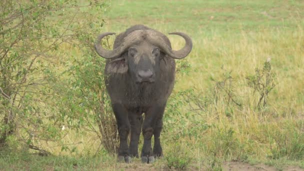 Front View African Buffalo — 图库视频影像