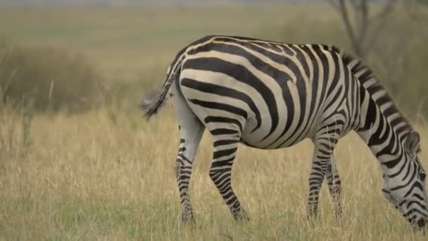 Plains Zebra Betar Masai Mara — Stockvideo
