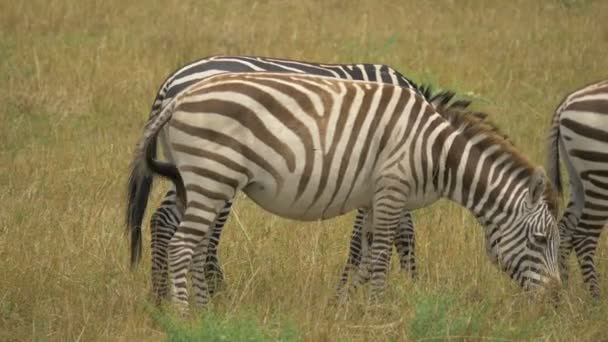 Zebras Grazing Maasai Mara Grassland — Stock Video