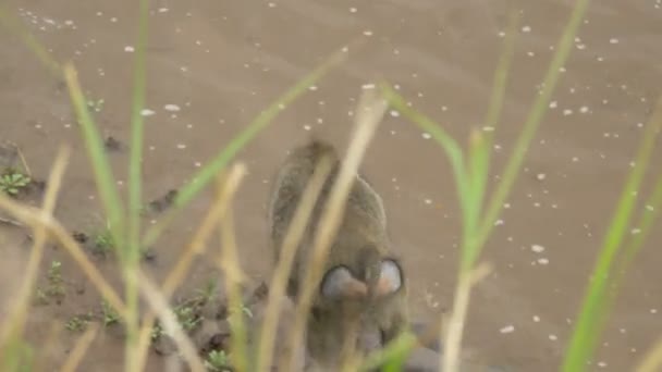 Olive Baboon Eating Walking Riverside — Stockvideo