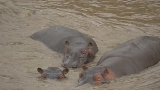 Three Hippos River — Video Stock