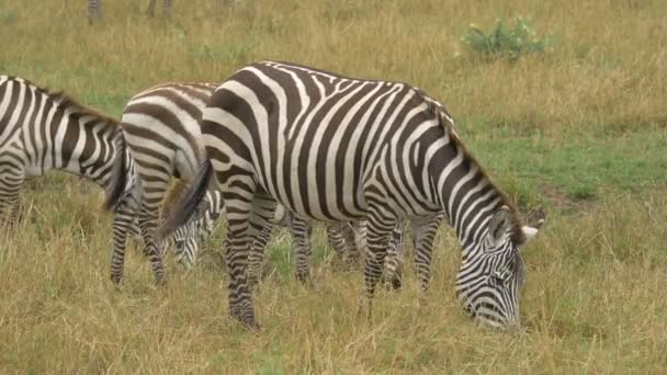 Cebras Planas Pastando Reserva Nacional Maasai Mara — Vídeo de stock