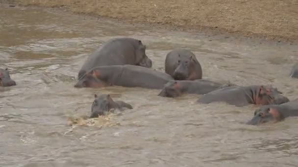 Блуд Гіпопотамамів Воді — стокове відео