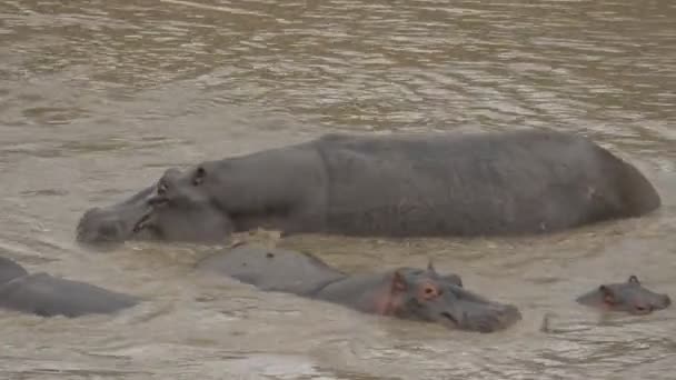 Hippopotamuses Mara River — Stock Video