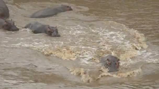 Hippos Walking Standing Water — Stock Video