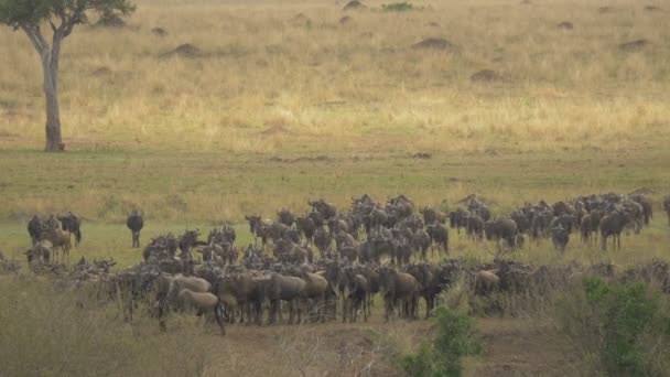Wildebeests Africa Maasai Mara — Stock Video