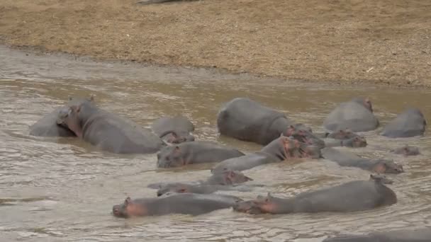 Bloat Hippopotamuses River — Vídeo de Stock