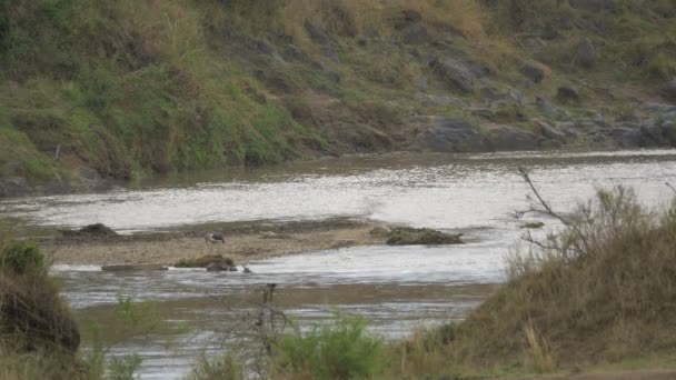 Airone Fiume Maasai Mara — Video Stock