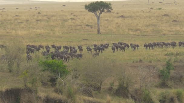 Wildebeests Walking Tree — Stock Video