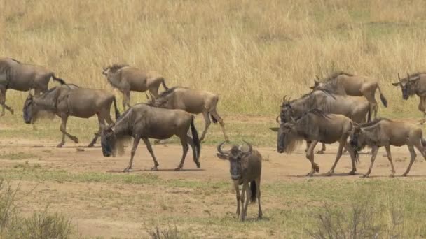 Gnus Med Kalv Promenader Maasai Mara — Stockvideo