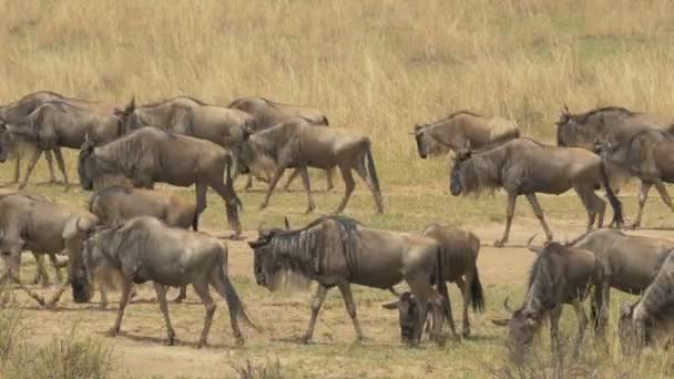 Wildebeests Herd Walking Masai Mara — Stock Video