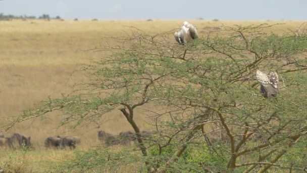 Ruppell的秃鹫栖息在树枝上 — 图库视频影像