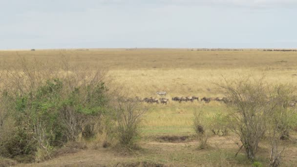 Wildebeests Zebras Seen Bushes — Stock Video