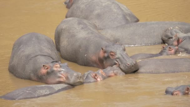 Hipopotamy Śpiące Wodzie — Wideo stockowe