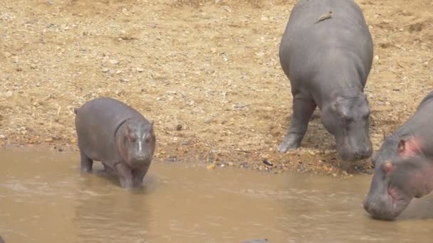 Hippos Calf Riverside — Stock Video