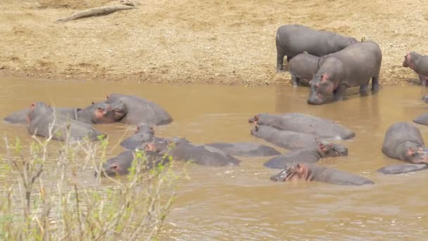 Bloat Hippopotamuses Maasai Mara — Stock Video