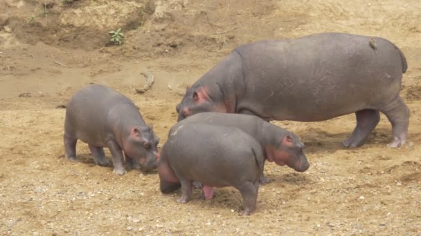 Hippopotame Aux Veaux Masai Mara — Video