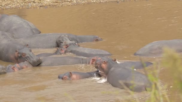 Río Mara Con Hipopótamos Dormidos — Vídeos de Stock