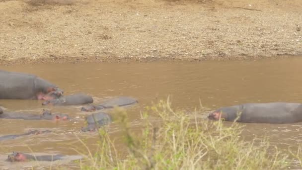 Vue Panoramique Gauche Une Gousse Hippopotame — Video