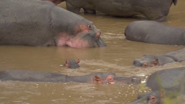 Pan Left View Hippopotamuses Standing Water — Stock Video