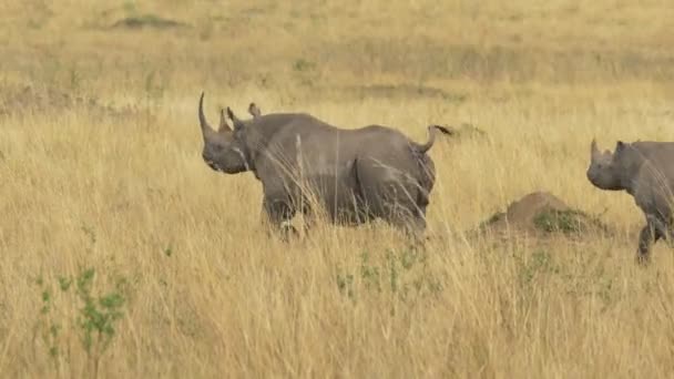 Rhino Mother Calf Running Masai Mara — Stock Video