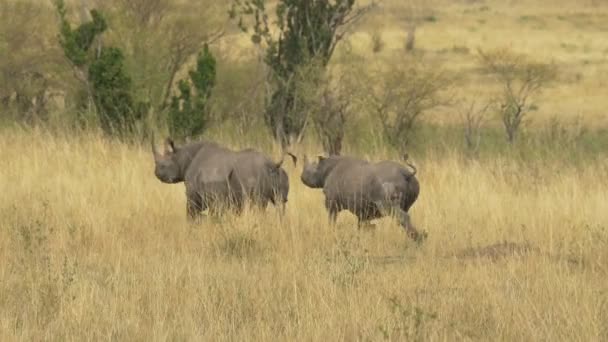 Two Rhinoceroses Running Maasai Mara — Stock Video