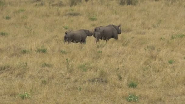 Two Rhinos Running Plains — Stock Video