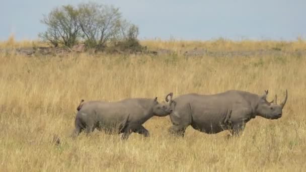 Twee Neushoorns Lopend Door Een Verblinding Van Zebra — Stockvideo