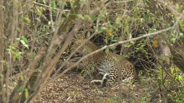 Leopard Leží Pod Větvemi — Stock video