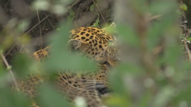 Close up of a leopard seen behind leaves