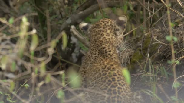 Vista Posteriore Cucciolo Leopardo Che Cammina — Video Stock