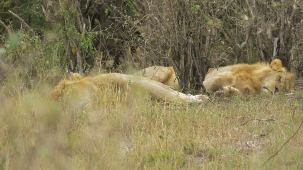 Lions Sleeping Masai Mara — Stock Video