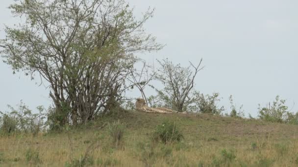 Cheetah Rustend Vlakten — Stockvideo