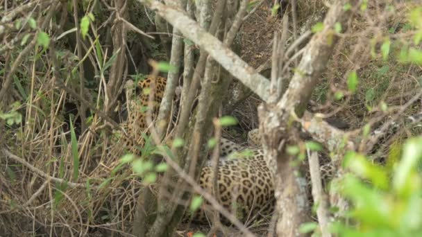 Leopardos Vistos Través Ramas — Vídeo de stock