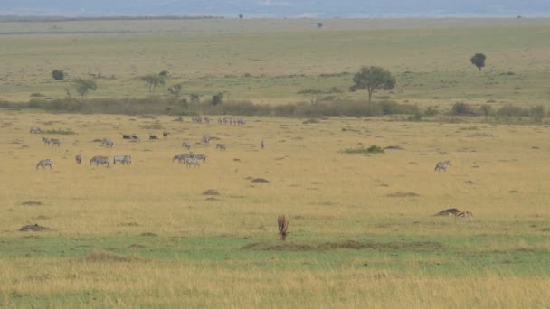 Antilopoktól Zebráktól Balra — Stock videók