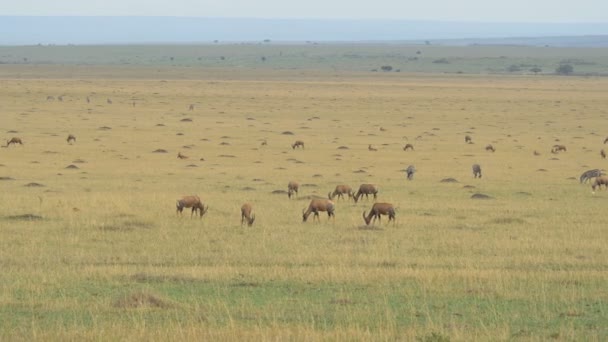 Pan Destra Antilopi Zebre — Video Stock