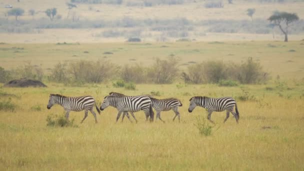 Zebras Walking Savannah — Stock Video