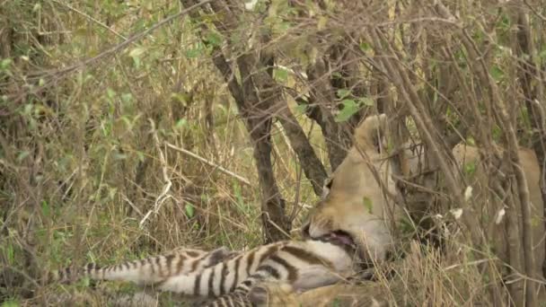 Maasai Lioness Lying Eating Zebra Carcass — Stock Video