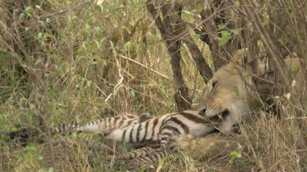 African Lioness Feeding Zebra Carcass — Stock Video