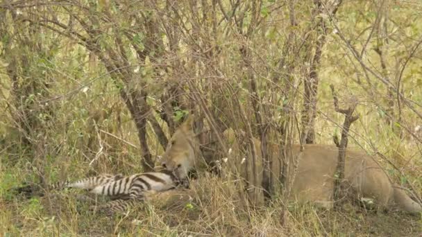 Lioness Lying Eating Zebra Carcass — Stock Video