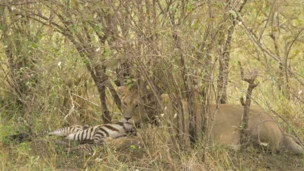 Maasai Lioness Lying Next Zebra Carcass — Stock Video