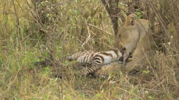 Lioness Feeding Zebra Carcass — Stock Video