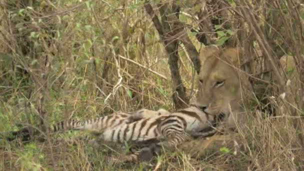 Female Lion Feeding Zebra Carcass — Stock Video